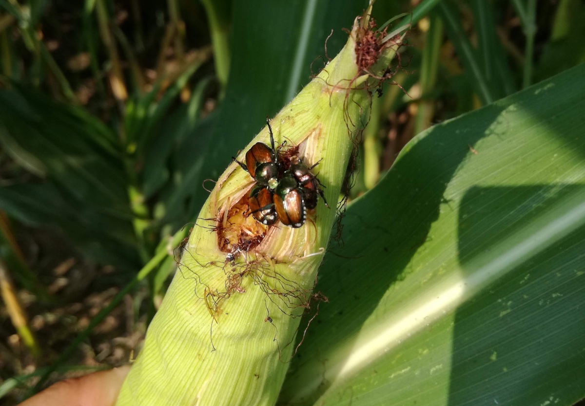 Popillia japonica su mais